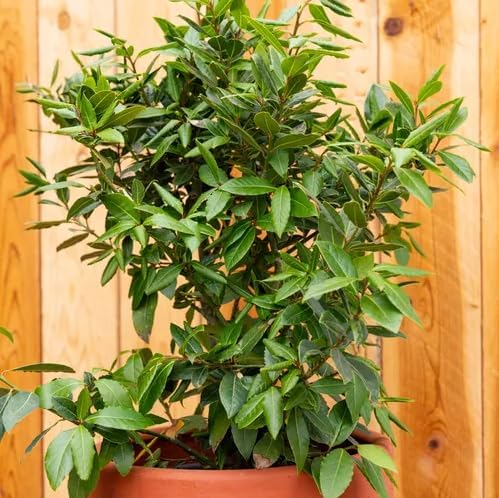 Mediterranean Bay Leaf, Bay Laurel Live Plant. Standard Variety - Laurus Nobilis. Live Plant. Fragrant, Fresh, Edible. Best for Ground Planting Outdoor. (2 Bay Laurel Plants in Sac)