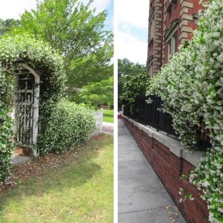 Star Jasmine/Confederate Jasmine - Trachelospermum Jasminoides. Live. Fragrant Flowers. (2 Plants in Sac)