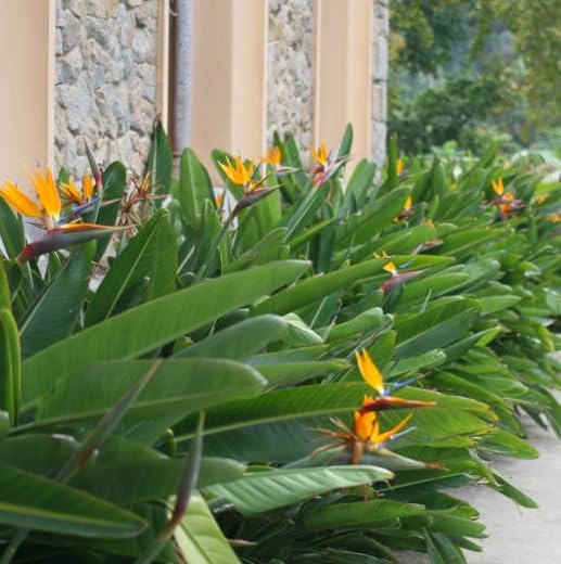 Bird of Paradise - White + Orange - Strelitzia. (2 White + 2 Orange BoP Cups)