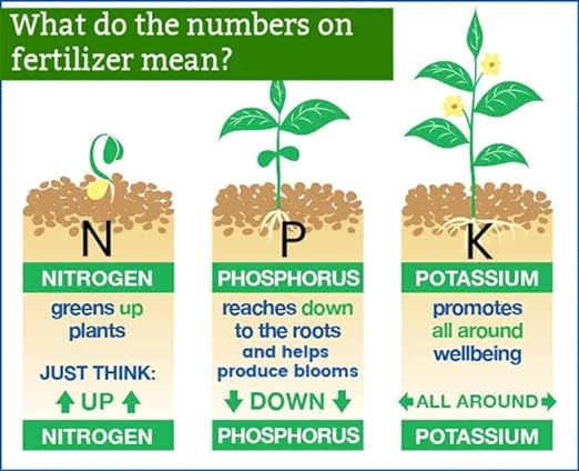All Season Palm, Ixora, and Ornamental Plant Food (8-4-8) - Optimize Nutrition for Thriving Palm Trees and Ornamental Plants - 5 QUARTS