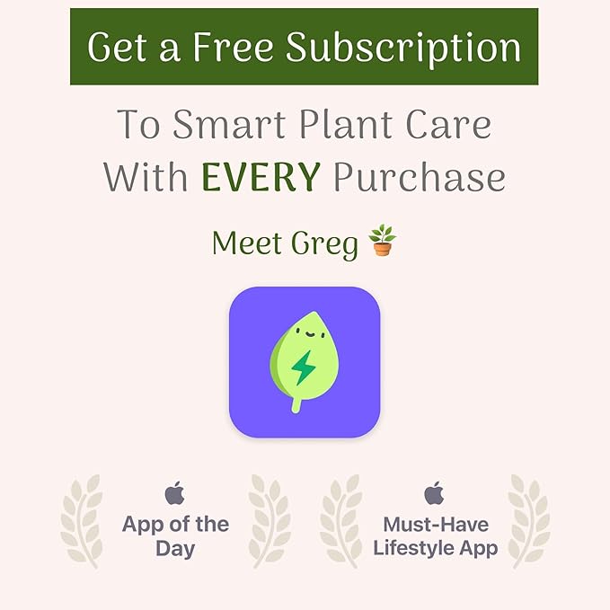American Plant Exchange Live Arbequina Olive Tree, Fruit Bearing, Plant Pot for Home and Garden Decor, 5" Pot