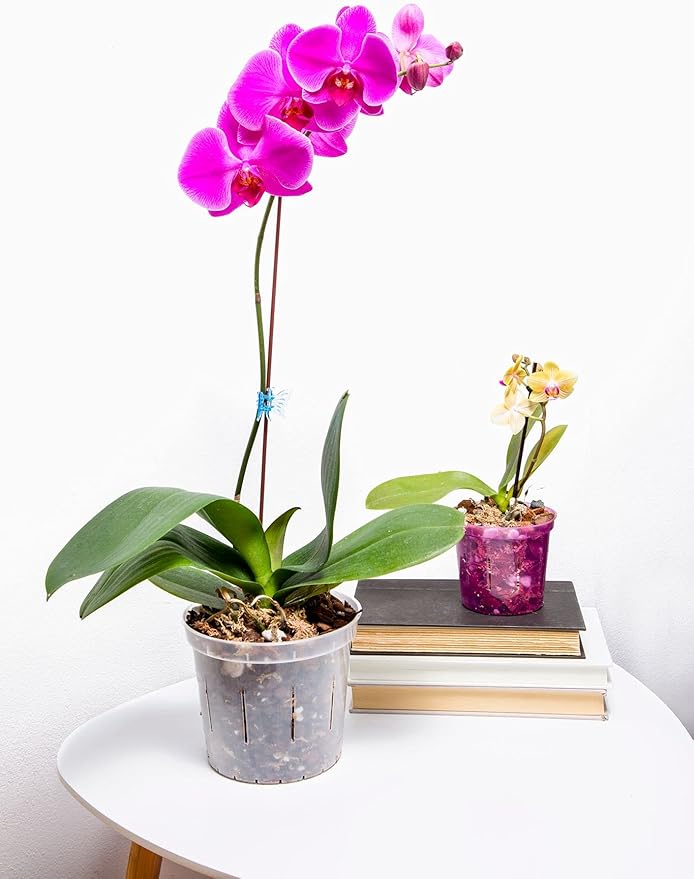 rePotme Orchid Pot Growers Assortment (8 Slotted Clear Orchid Pots - 2 Each of 3, 4, 5, 6 Inch) - Premium Orchid Planters, Orchid Pots with Holes for Repotting