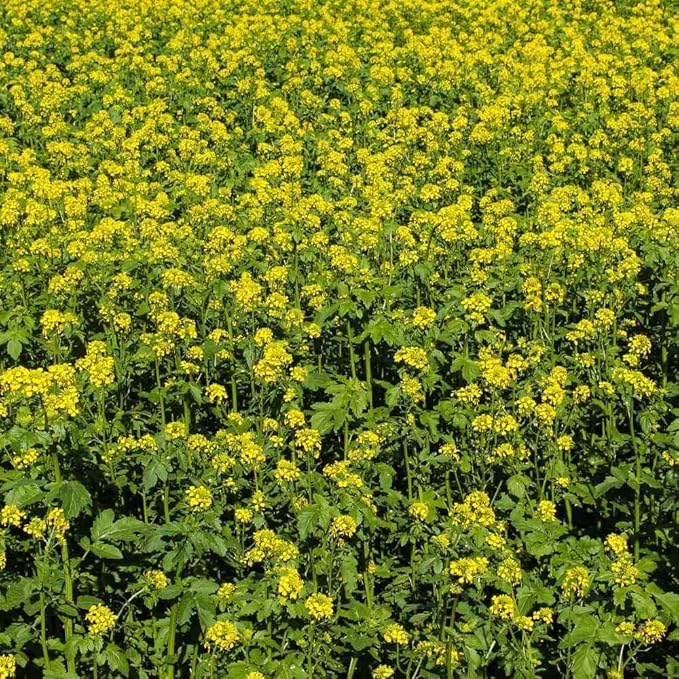 Outsidepride 5 lb. Seeds Annual White Mustard Cover Crop Seed for Planting