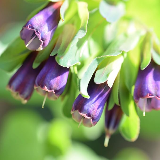 Outsidepride 50 Seeds Annual Cerinthe Major Honeywort Flower Seeds for Planting