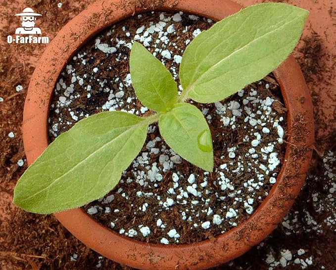 Chunky Perlite Bulk, Horticultural Pearlite Coarse Perlite for Plants Indoor, Additive Conditioner Mix, Improve Drainage and Ventilation, Help Root Growth (4-8mm, 1qt)