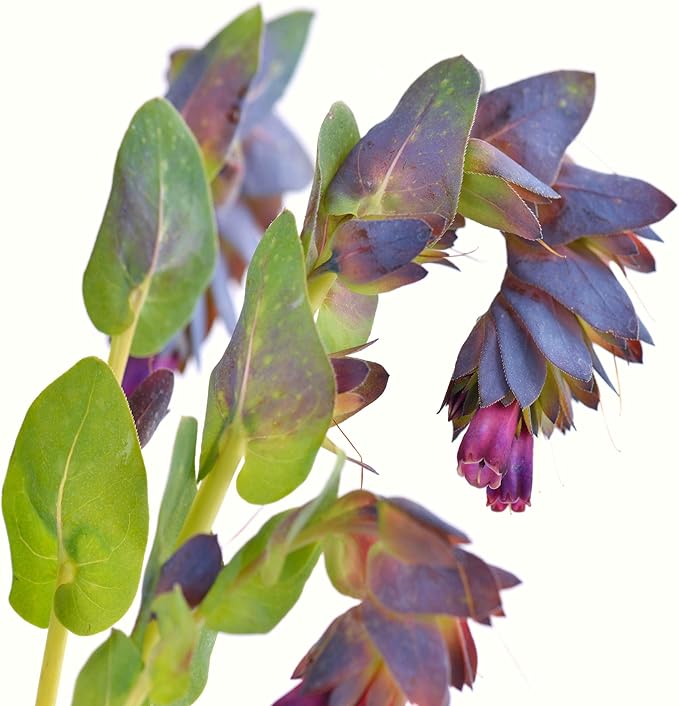 Outsidepride 50 Seeds Annual Cerinthe Major Honeywort Flower Seeds for Planting