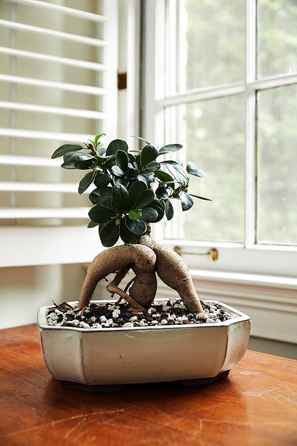 Bonsai Soil by The Bonsai Supply – 20qts. Professional Bonsai Soil Mix | Ready to use| Great for All Bonsai Tree Varieties.