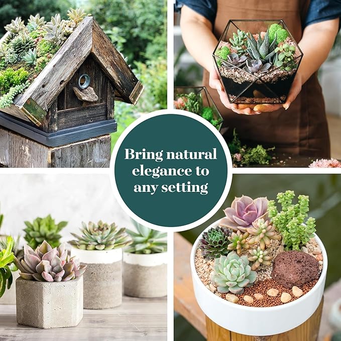 Shop Succulents Colorful Succulent Plant Pack 2" Grow Pot Pack of 20