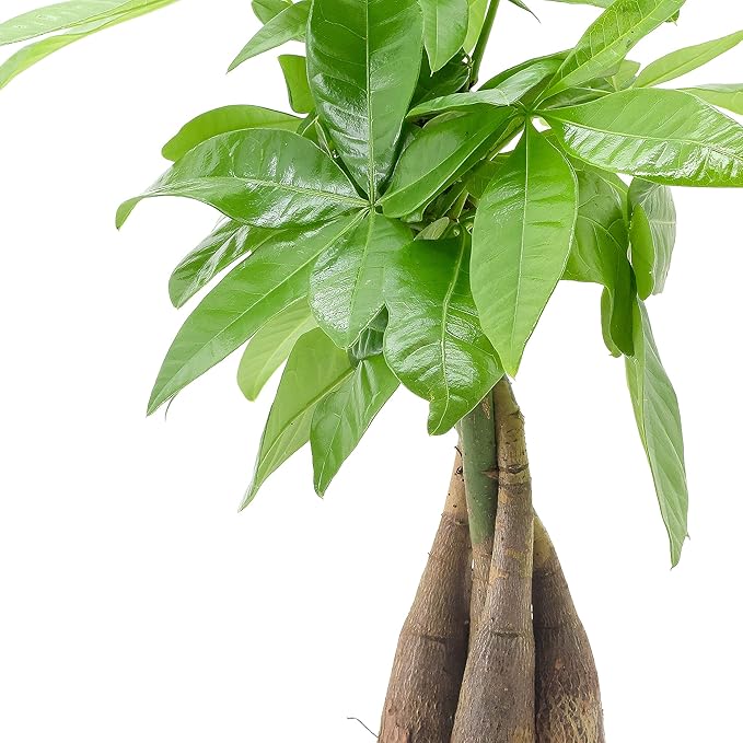 Arcadia Garden Products LV50 Money Tree, Live Indoor Plant in Tropico Leaf Ceramic Planter for Home, Work, or Gift, Green