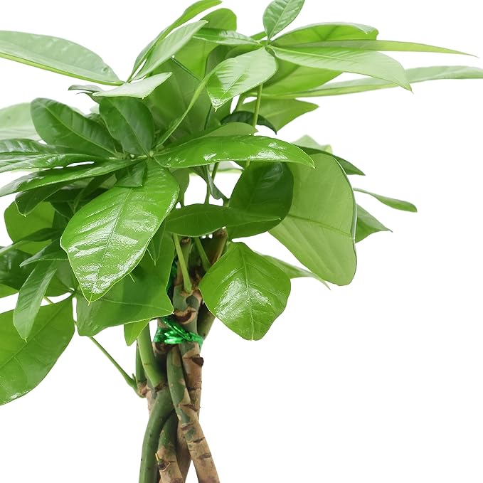 Money Tree Live Indoor Plant in 5 in. Speckled Splash Ceramic Planter, Black ***Cannot Ship to Hawaii***