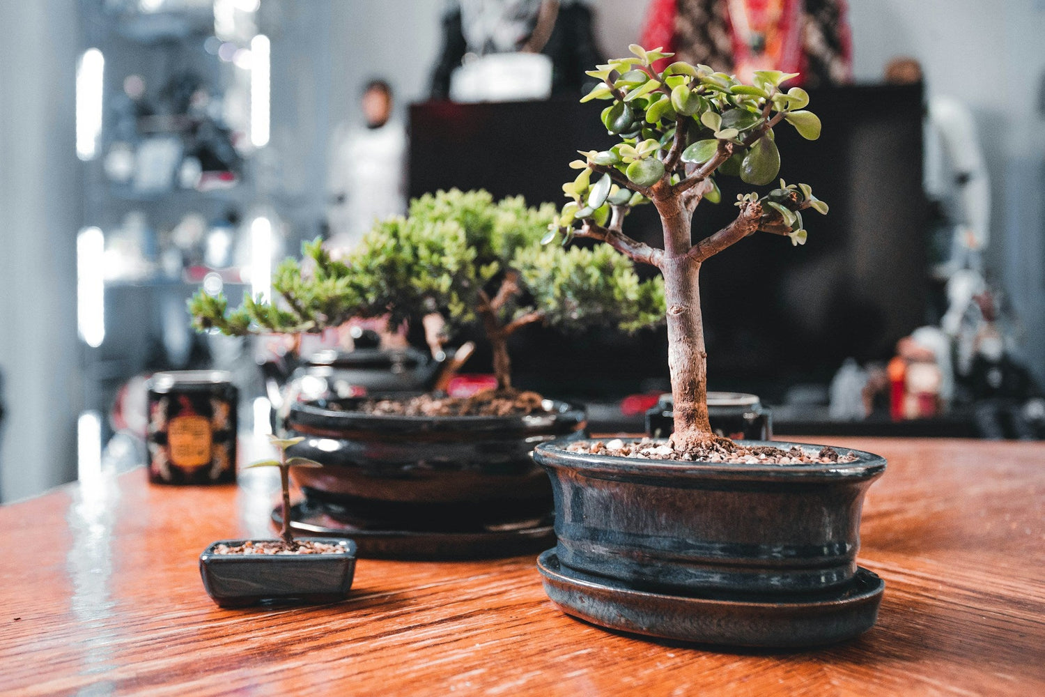 Bonsai Trees & Starter Kits