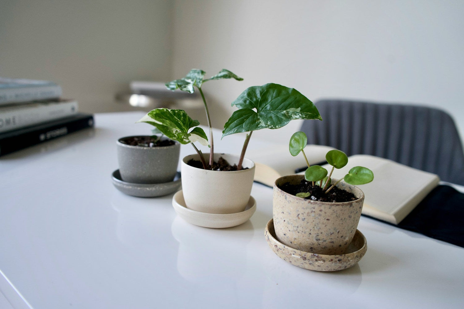 Eco-Friendly Plant Pots