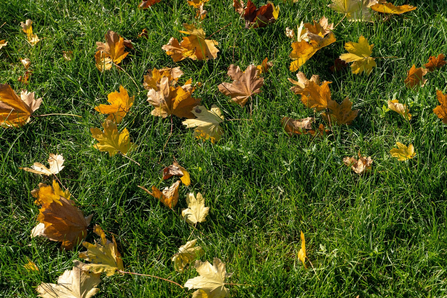 Fall Garden Prep