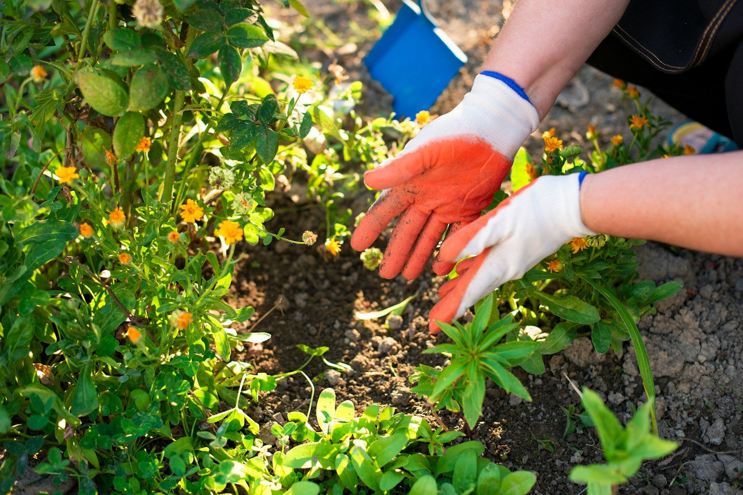 Fertilizers