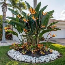 Bird of Paradise - White + Orange - Strelitzia. (2 White + 2 Orange BoP Cups)