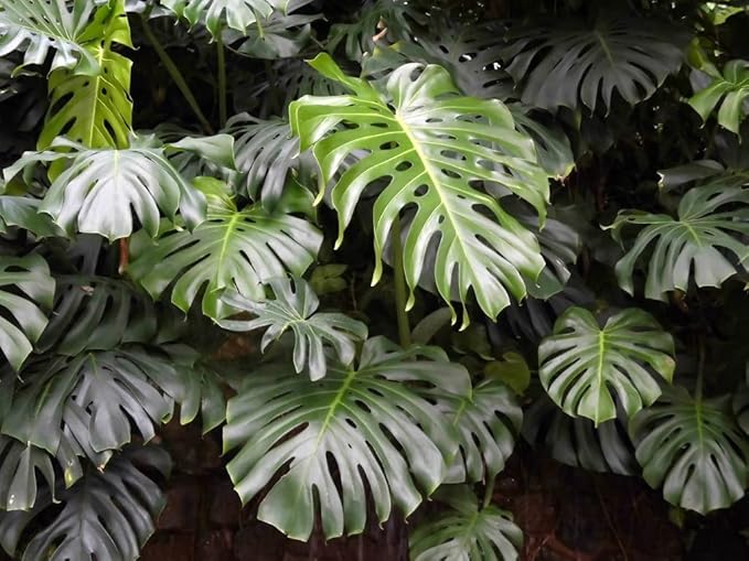 Monstera Borsigiana Potting Mix - Optimal Nutrients for Vibrant Growth - 1 Quart