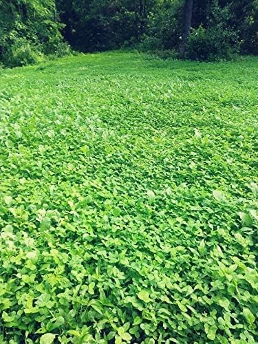 | Clover/Chicory | Select Seed Blends | All Season Whitetail Deer and Turkey Perennial Food Plot Seed | Drought Resistant | Easiest Turkey and Deer Feeders | Plants 1/4 Acre | 5 lb Bag