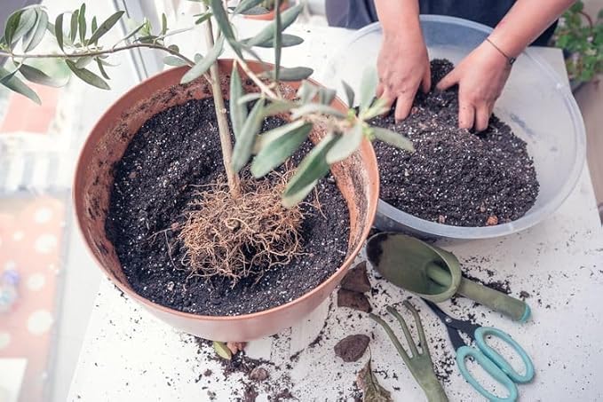 Premium Potting Mix for Olive Trees by Gardenera - Maximized Nutrient Retention and Growth Potential - 5 Quart