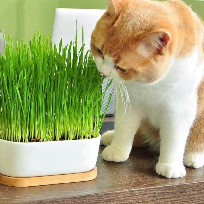 Cat Grass Potting Mix - Crafted with Care to Meet Your Cat's Natural Cravings - 3 QUARTS