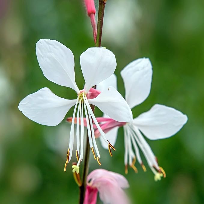 Outsidepride 200 Seeds Perennial Gaura Flower Seeds for Planting