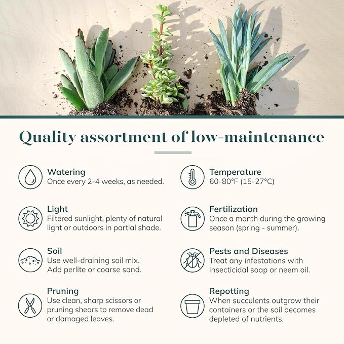 Shop Succulents Colorful Succulent Plant Pack 2" Grow Pot Pack of 20