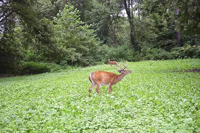 | Clover/Chicory | Select Seed Blends | All Season Whitetail Deer and Turkey Perennial Food Plot Seed | Drought Resistant | Easiest Turkey and Deer Feeders | Plants 1/4 Acre | 5 lb Bag