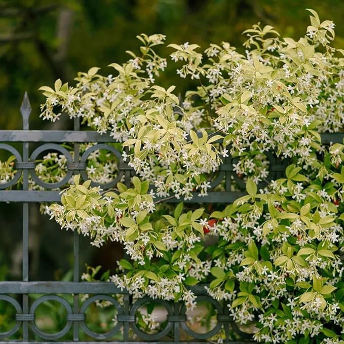 Star Jasmine/Confederate Jasmine - Trachelospermum Jasminoides. Live. Fragrant Flowers. (2 Plants in Sac)