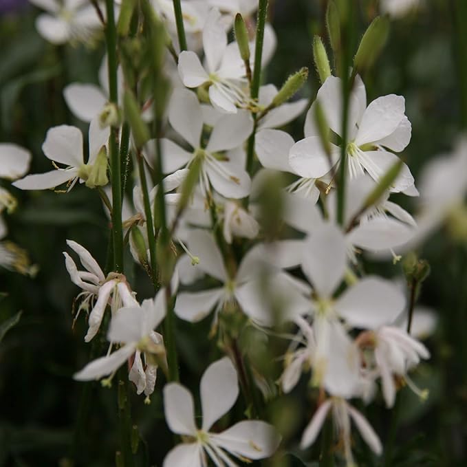 Outsidepride 400 Seeds Perennial Gaura Flower Seeds for Planting