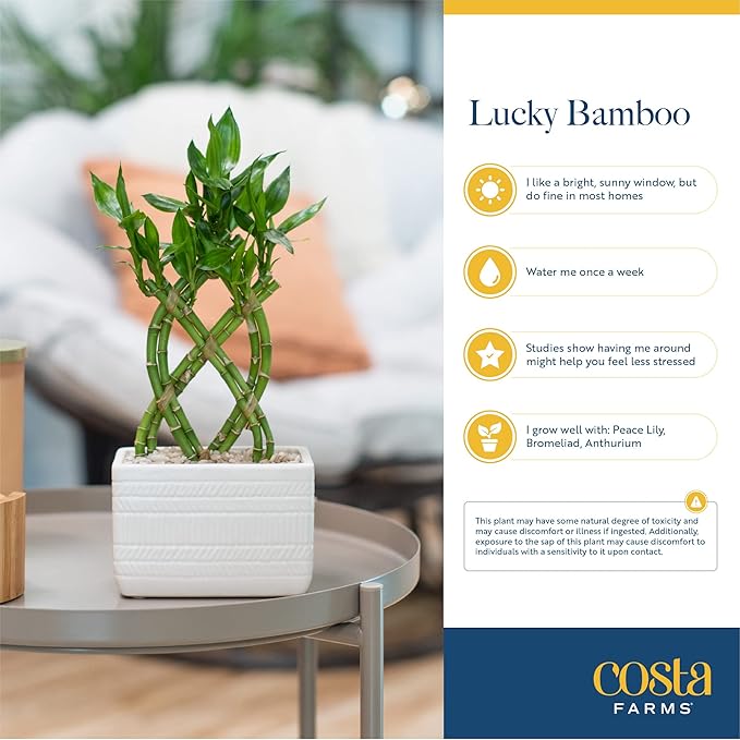 Costa Farms Lucky Bamboo Plant, Easy to Grow Live Indoor Houseplant in Ceramic Planter Pot, 12-Inches Tall| Valentines Day Gift | Valentines Day Decoration