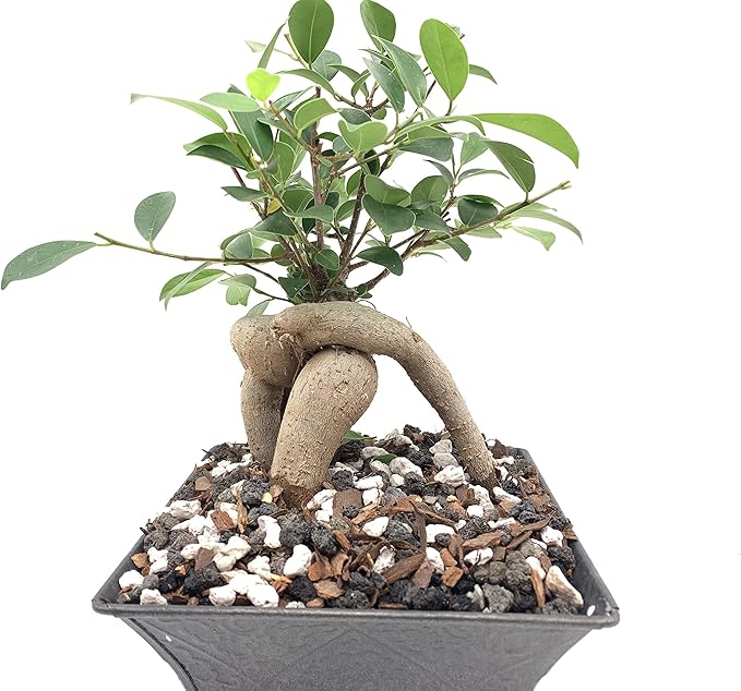 Calcined Clay for Bonsai, Succulent, Cactus | 2 Quarts Bag | 1/8” Particle Size | The Bonsai Supply