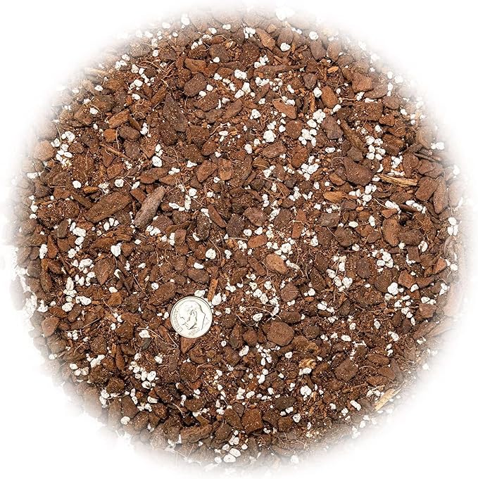 Monstera Borsigiana Potting Mix - Optimal Nutrients for Vibrant Growth - 1 Quart