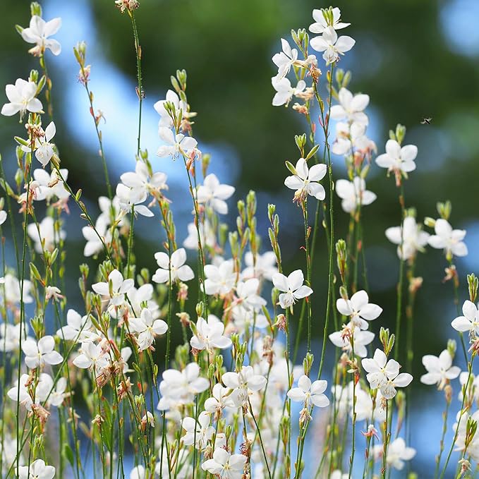Outsidepride 200 Seeds Perennial Gaura Flower Seeds for Planting