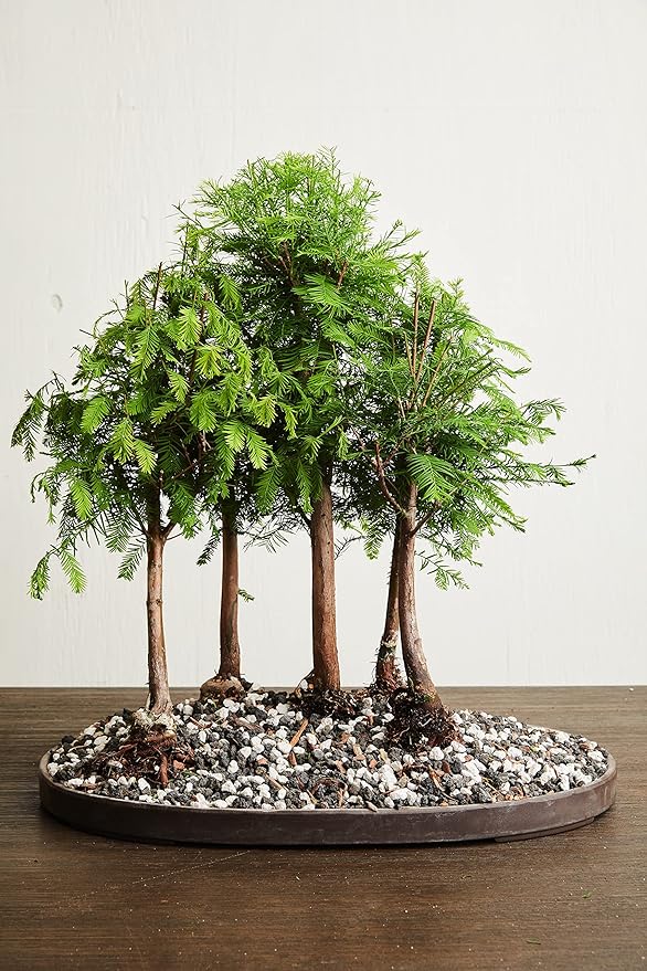 Pumice for Bonsai, Succulent, Cactus. | 20 Quarts Bag | 1/4” Particle Size | The Bonsai Supply