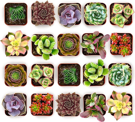 Shop Succulents Colorful Succulent Plant Pack 2" Grow Pot Pack of 256