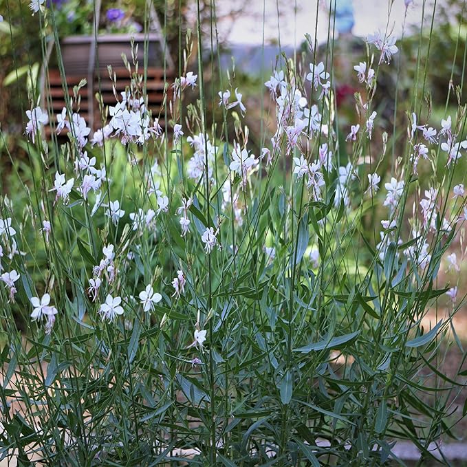 Outsidepride 200 Seeds Perennial Gaura Flower Seeds for Planting